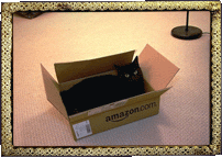 Amazon dot cat!