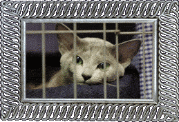 A feline prisoner!