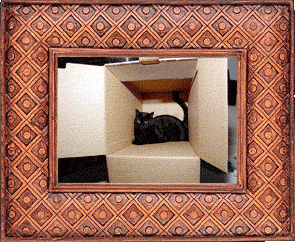 A cat in a box!