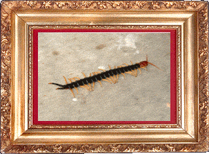 A Texas-size centipede!