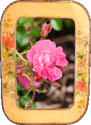 A pink flower!
