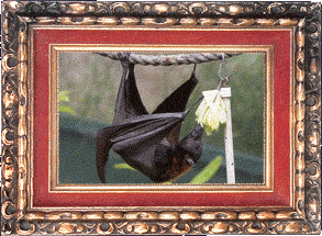 Fruit bat feeding time!