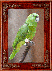 A green parrot!