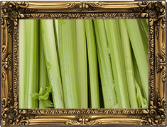 Celery!