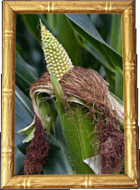 Green corn!