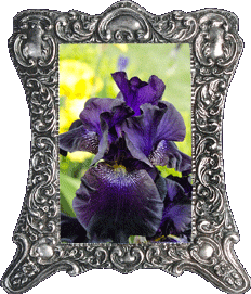 A purple iris!