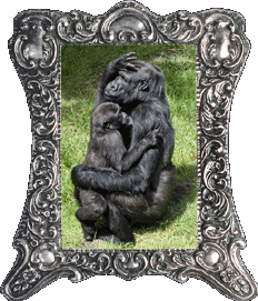 Gorilla Mother's Day!