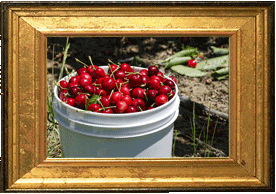 A bucket of cherries!