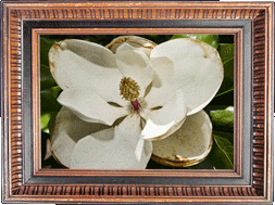 A magnolia flower!