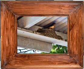 Nesting in the rafters!