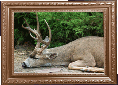 A passed-out buck!