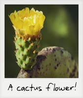 A cactus flower!