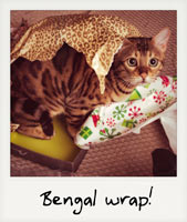 Bengal wrap!