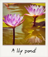 A lily pond!