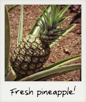 Fresh pineapple!