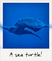 A sea turtle!