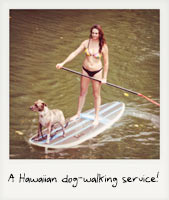 A Hawaiian dog walking service!