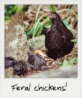 Feral chickens!