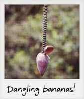 Dangling bananas!