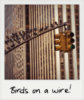 Birds on a wire!