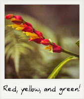 Red, yellow, and green!