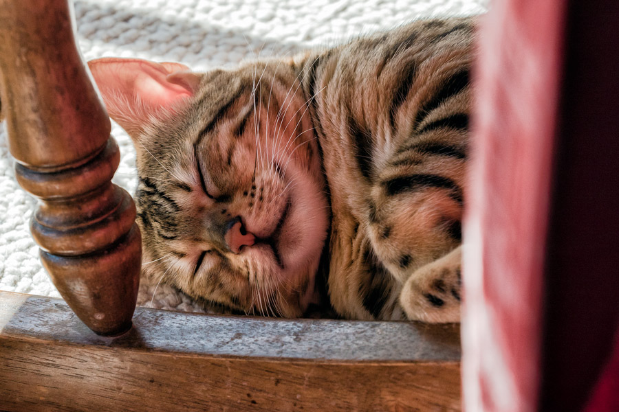 Sleeping Bengal cat photo
