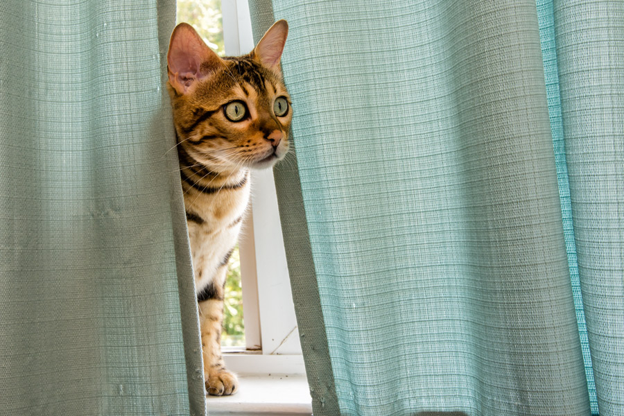 Bengal cat in window photo
