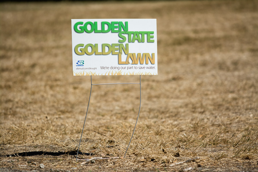 Golden State Golden Lawn photo