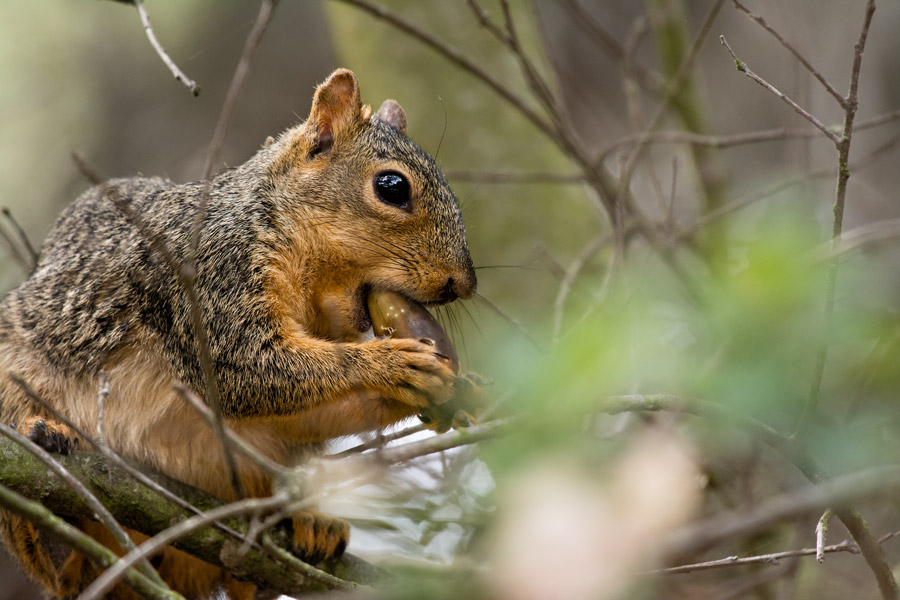 Squirrel eating giant seed packet photo