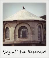 King of the Reservoir!