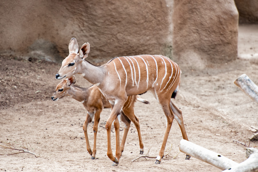 Mother and child striped antelope photo
