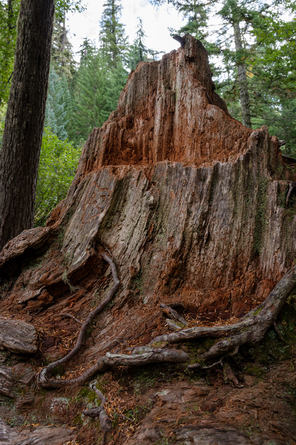 Fallen redwood tree photo