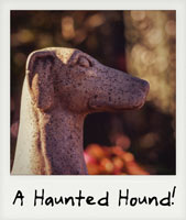A Haunted Hound!