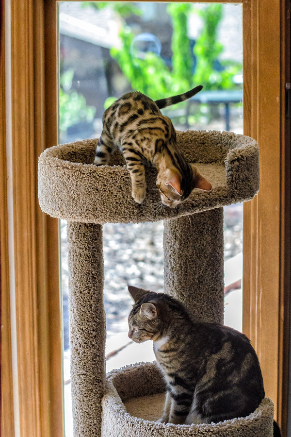 Playful and aloof cats photo