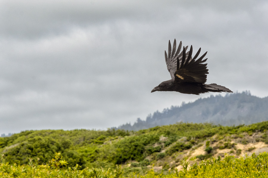 Crow flying at Ano Nuevo photo