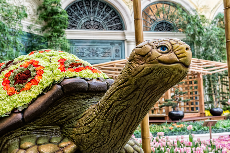 Flowery turtle sculpture Bellagio photo