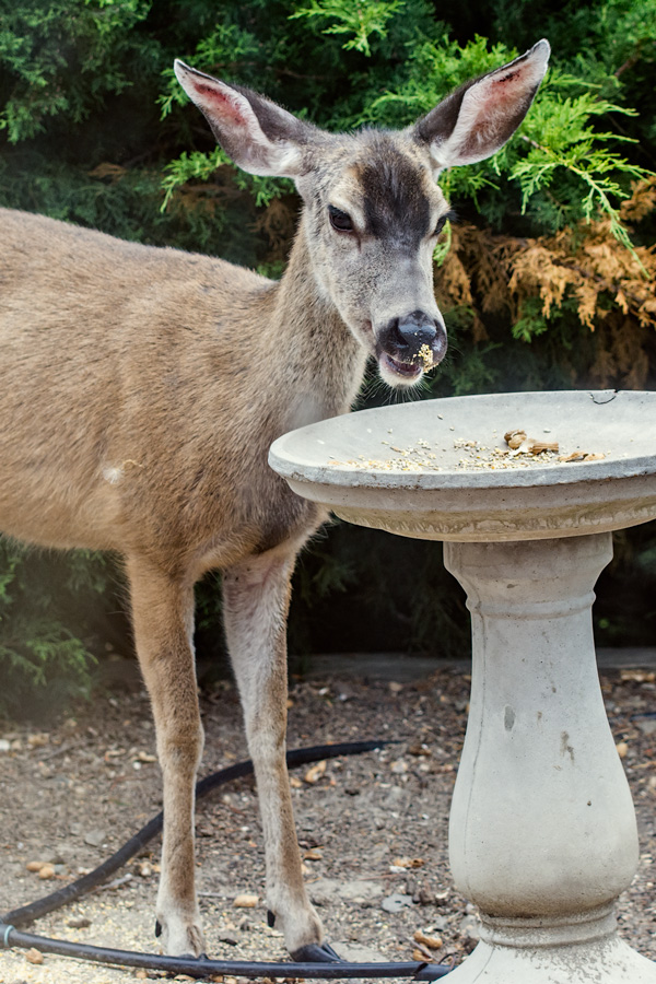 Deer eating from bird feeder photo