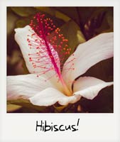 Hibiscus!