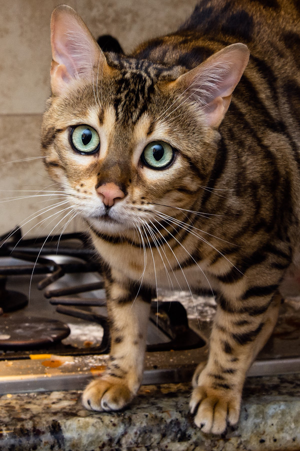 Bengal Cat on stove photo