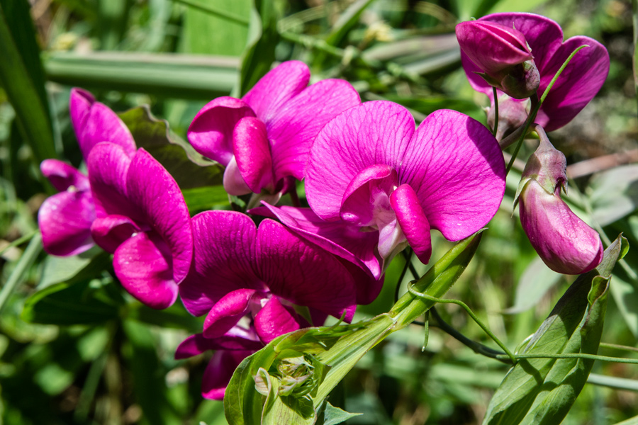 Purple flowers photo