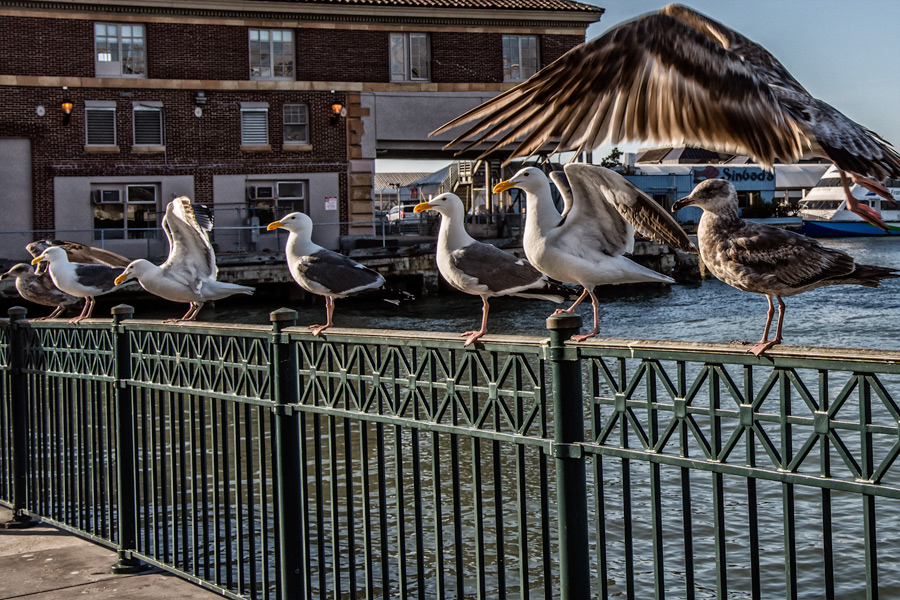 Seagulls on fence Embarcadero photo