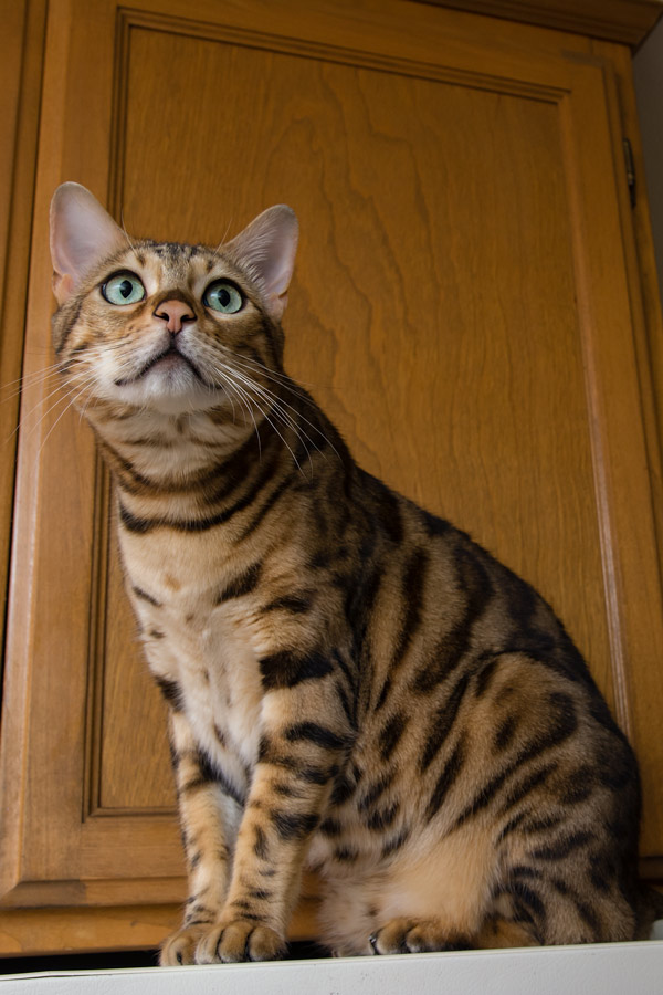 Bengal cat on the refrigerator photo