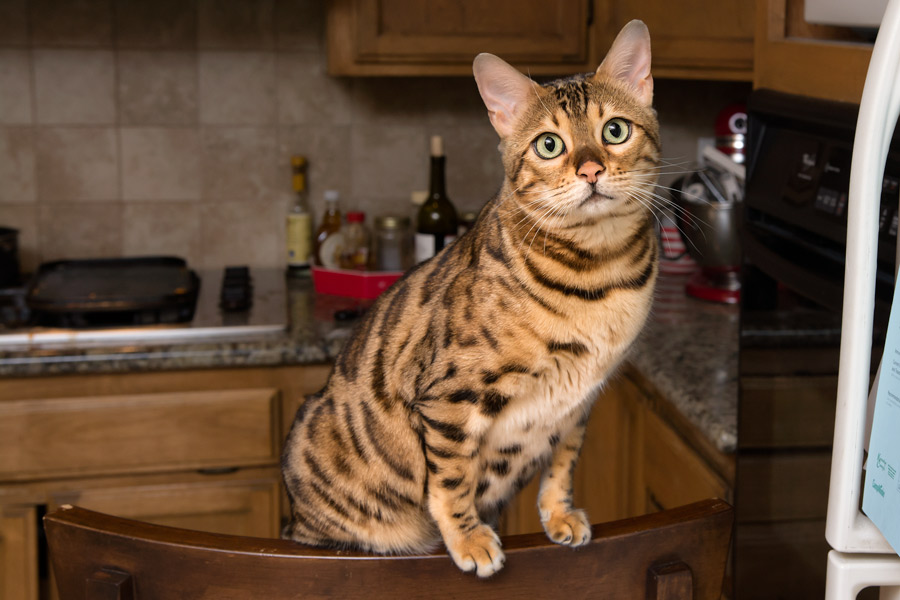 Bengal cat perched on chair photo