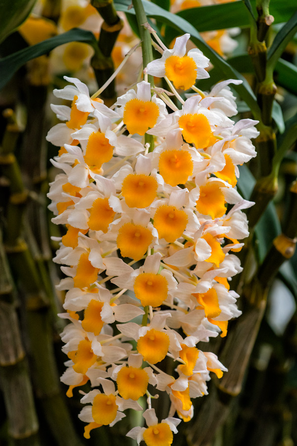 Yellow and white flowers in Hawaii photo