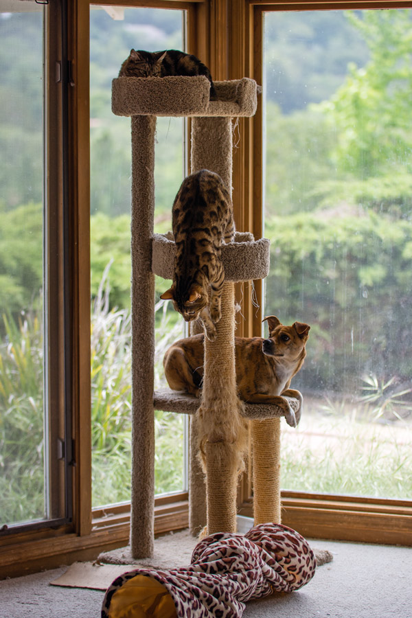 Two cats and a dog on a cat tree photo