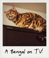 A Bengal cat on TV!