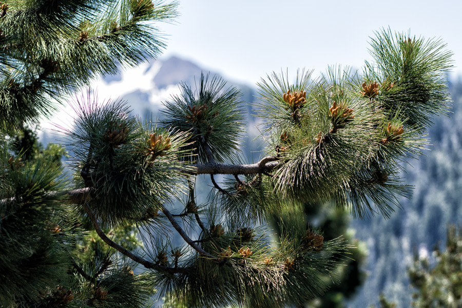Pine cones and snow mountains photo
