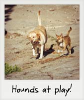 Hounds at play!