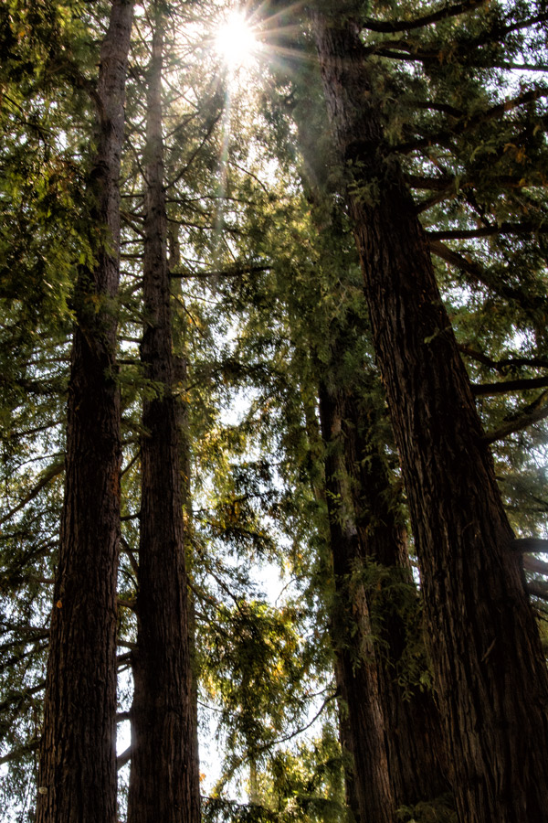 Redwoods Charles Krug photo