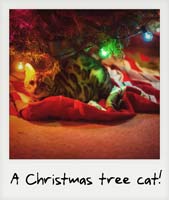 A Christmas tree cat!